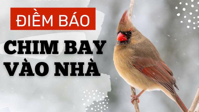 Chim bước vào phòng ngủ: điềm báo là gì?