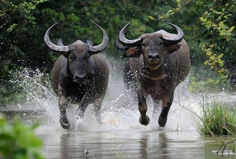 Màu sắc không phù hợp với kỷ nguyên Ox năm 1985