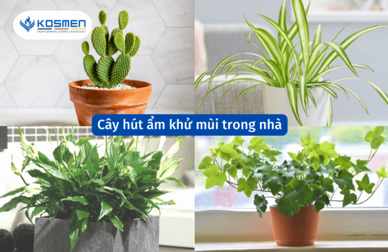 Cây xanh trong không gian sống của người tuổi Mùi