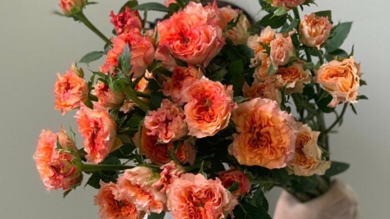 Tương Thích Bọ Cạp 17/11 với các Cung Khác