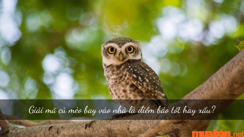 Chim Bay Vào Nhà Bạn Đêm: Điềm Báo Gì? 2 Chim cú bay vào nhà ban đêm: Điềm gì?