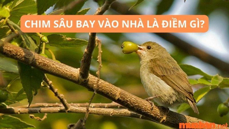 Chim sâu bay vào nhà: Ý nghĩa tâm linh