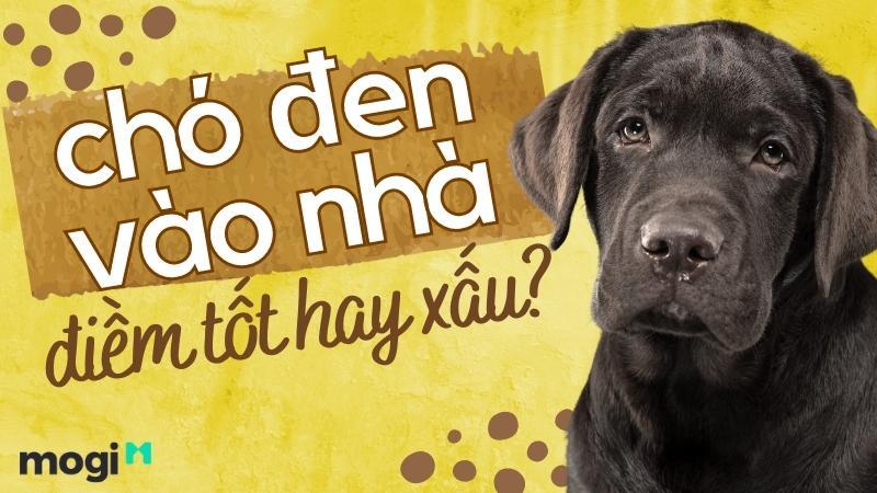 Chó Vào Nhà Là Điềm Gì: Giải Mã Theo Quan Niệm Dân Gian 3 Chó đen vào nhà ban đêm mang điềm báo gì?