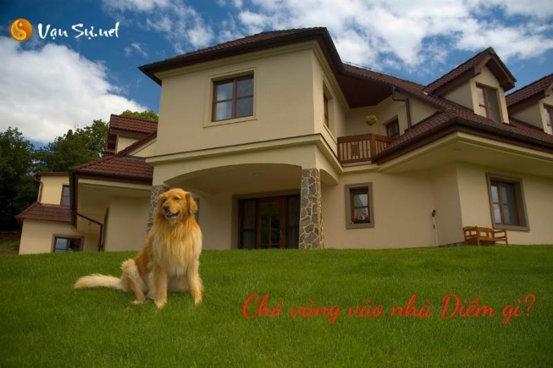 Chó Vào Nhà Là Điềm Gì: Giải Mã Theo Quan Niệm Dân Gian 2 Chó vàng vào nhà mang điềm báo gì?