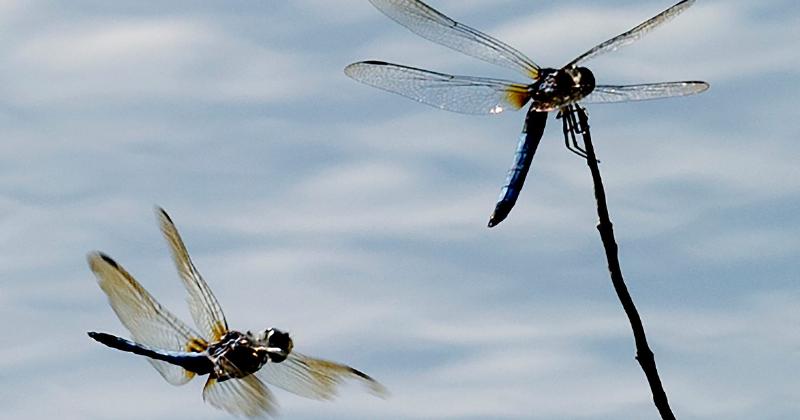 Chuồn chuồn và môi trường sống