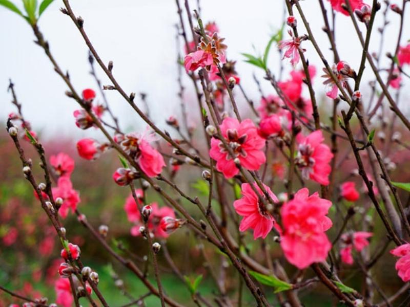 Gia đình sum vầy dịp Tết