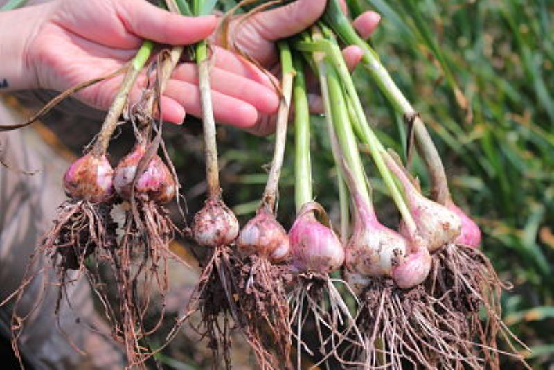 Khoa học về tỏi và ma