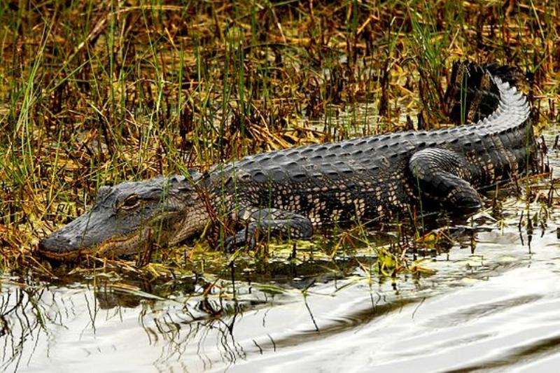 Giải Mã Giấc Mơ Thấy Cá Sấu: Điềm Báo Hay Chỉ Là Ảo Ảnh? 4 Nằm mơ thấy cá sấu chết: Vượt qua khó khăn
