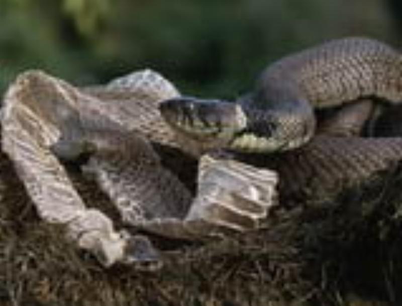 Nằm mơ thấy rắn lột xác là điềm gì?