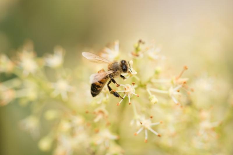 Con ong đang hút mật hoa