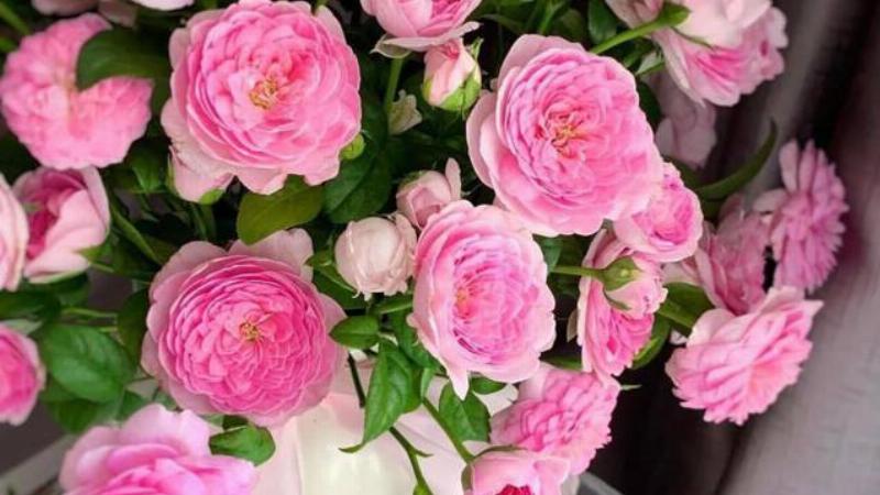 Song Tử và Thiên Bình trong tình yêu: Một mối quan hệ lãng mạn và đầy cảm hứng.