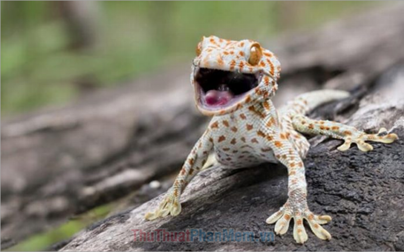 Tắc Kè Ở Trong Nhà: Tốt Hay Xấu? Điềm Báo Gì? 3 Tắc kè kêu ban đêm