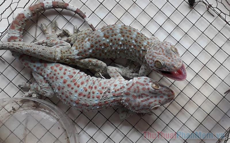 Tắc Kè Ở Trong Nhà: Tốt Hay Xấu? Điềm Báo Gì? 4 Tắc kè trong nhà