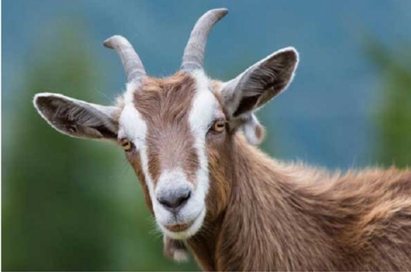 Tuổi Dê Sinh Năm Bao Nhiêu? Tra Cứu Chi Tiết 3 Tính cách đặc trưng của người tuổi Dê