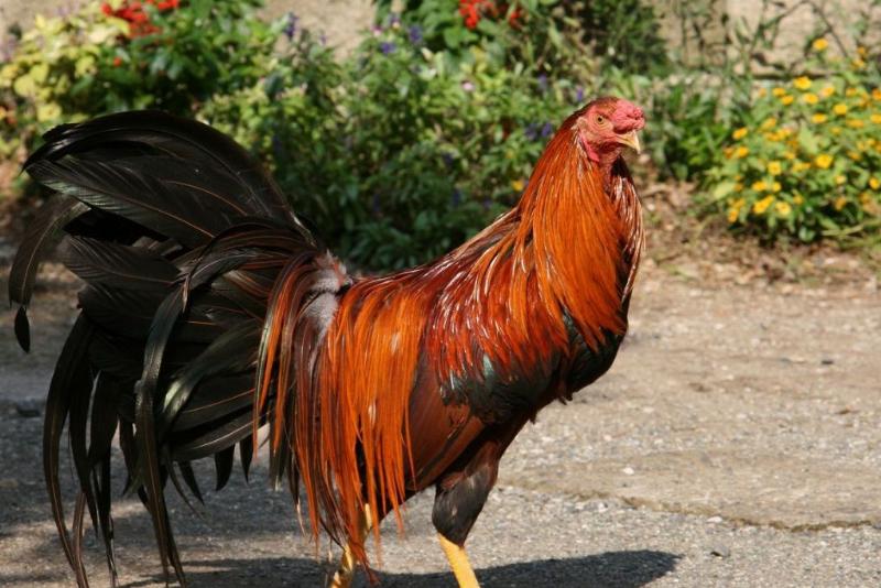 Hình ảnh Bích Thượng Thổ trong tự nhiên