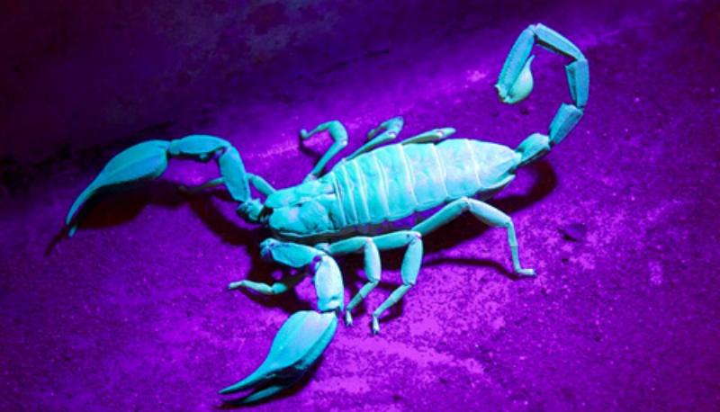 Bọ Cạp: Bí Ẩn và Khó Lường