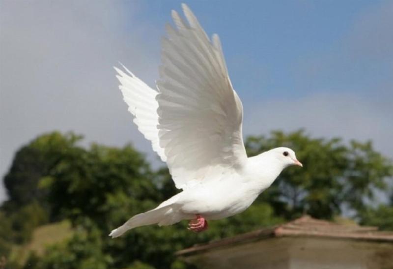 Chim bồ câu bay vào nhà tìm kiếm thức ăn