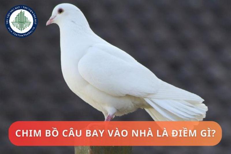 Chim bồ câu làm tổ trong nhà: Bình an và may mắn