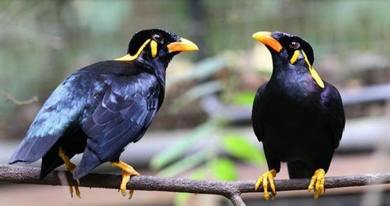 Chim Bay Vào Phòng Ngủ: Điềm Báo Hay Chỉ Là Ngẫu Nhiên? 4 Chim cú bay vào nhà - Suy ngẫm về điềm báo