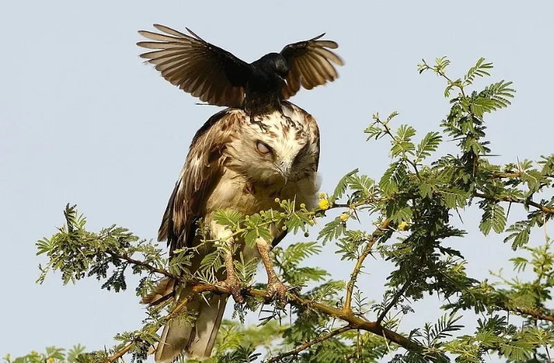 Chim đen đậu trên cây cạnh nhà