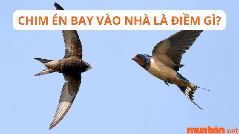 Chim Bay Vào Nhà Báo Điềm Gì: Giải Mã Bí Ẩn Dân Gian 2 Chim én bay vào nhà báo điềm gì?