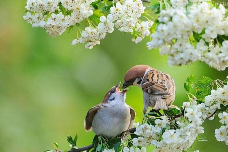 Chim én bay vào nhà mang đến may mắn