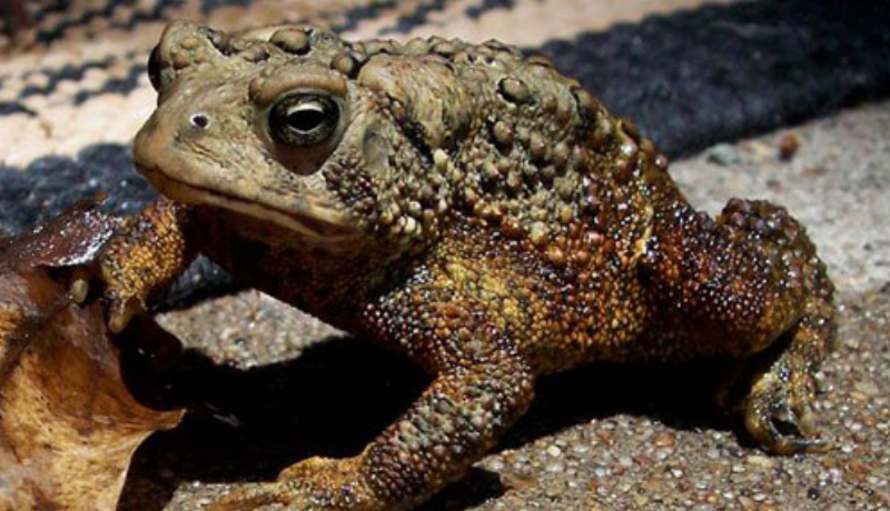 Cóc kêu ban đêm báo hiệu điều gì?