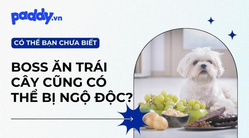 Con Cóc Vào Nhà Đánh Số Mấy? Giải Mã Bí Ẩn 3 Cóc trong nhà tìm kiếm thức ăn
