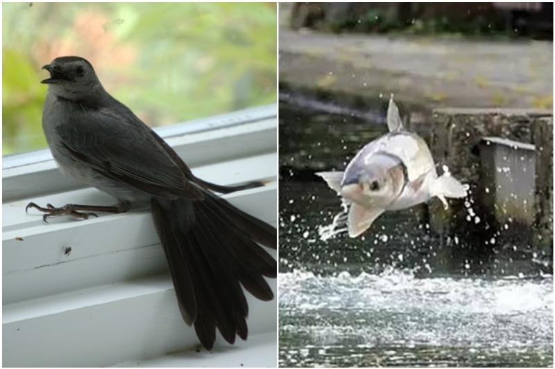 Giải mã điềm báo chim sa cá nhảy