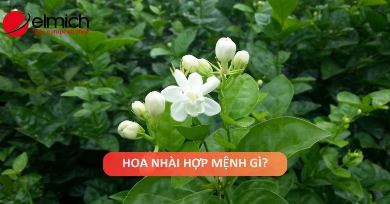 Hoa Nhài Hợp Mệnh Kim Thủy