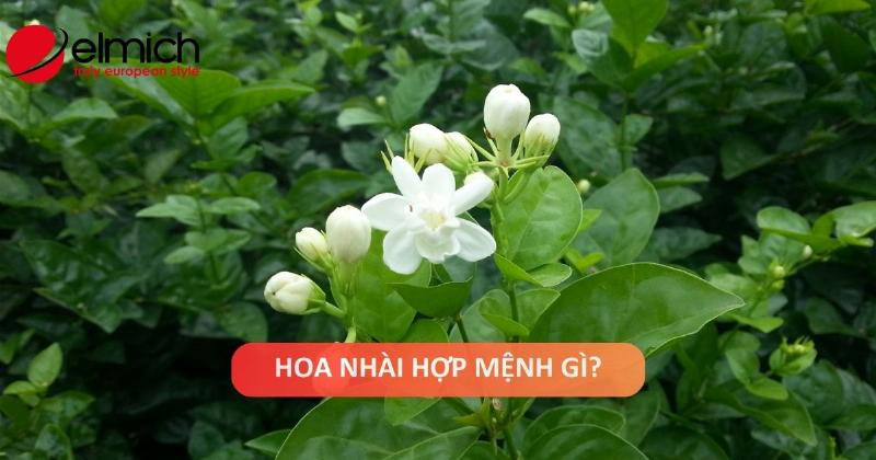 hoa nhai hop menh kim thuy 675e77.webp