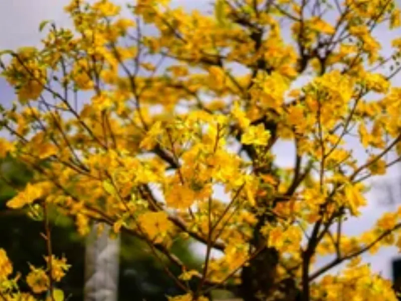 Còn Bao Nhiêu Tháng Nữa Đến Tết 2024? 3 Kế hoạch cho kỳ nghỉ Tết