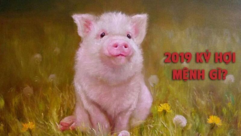 Sinh Năm 2019 Tuổi Con Gì? 2 Tính cách người tuổi Kỷ Hợi 2019