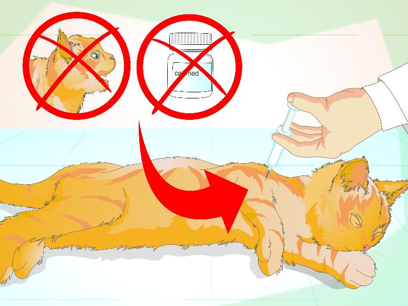 Mèo hung dữ và cách xử lý