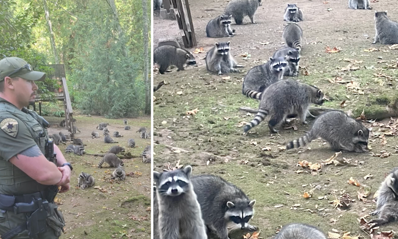 Mèo nhà hàng xóm vào nhà tìm thức ăn