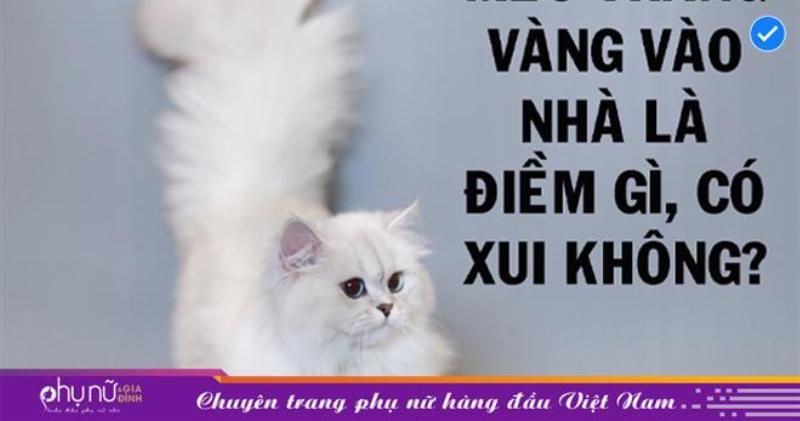 Mèo Trắng Vào Nhà Điềm Báo Gì?