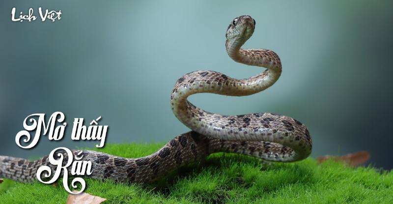 Giải mã giấc mơ thấy rắn vào nhà theo tâm linh