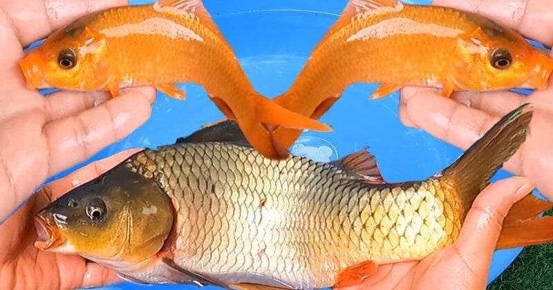 Nằm mơ thấy nhiều cá chép bơi lội