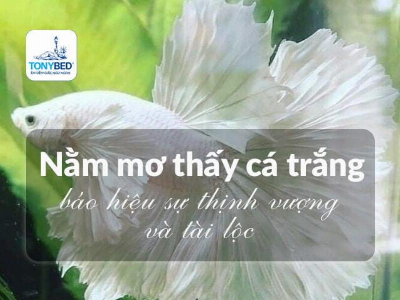 Nằm mơ thấy nhiều cá vàng tung tăng