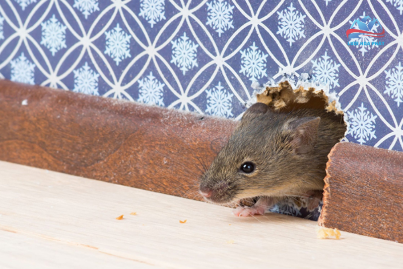 Ngăn chặn mèo vào nhà bằng lưới chắn