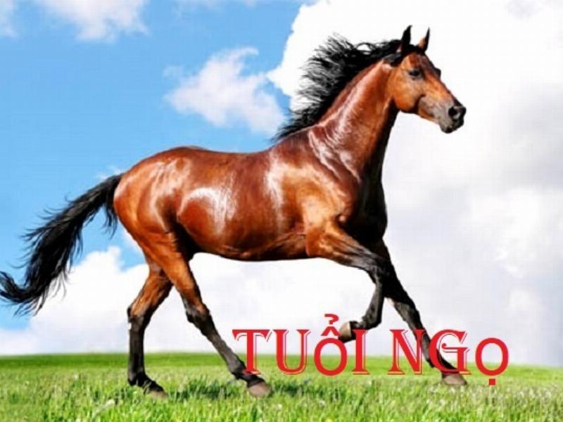 Người tuổi Ngọ: Đặc điểm và tính cách