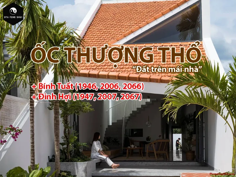 oc thuong tho hop mau gi vang dat 6764ab 1