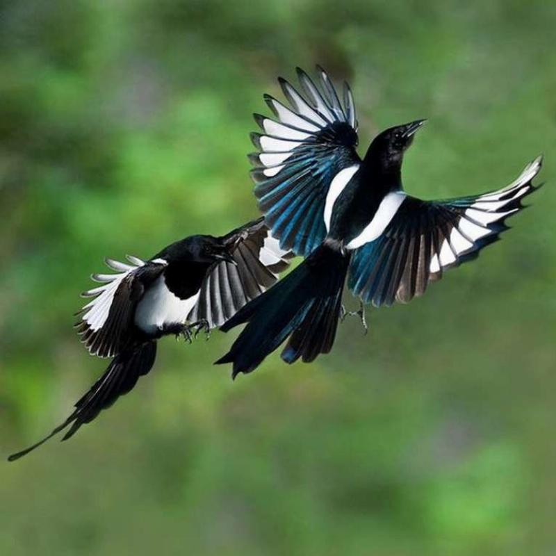 Quạ đen bay vào nhà: Điềm báo xui xẻo