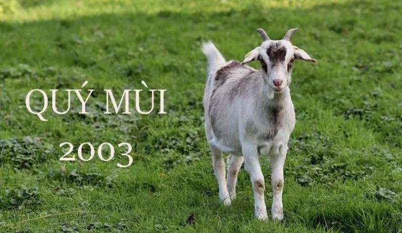 2003 là Năm Con Gì? Tính Cách, Vận Mệnh và Phong Thủy 3 Phong thủy cho người tuổi Quý Mùi