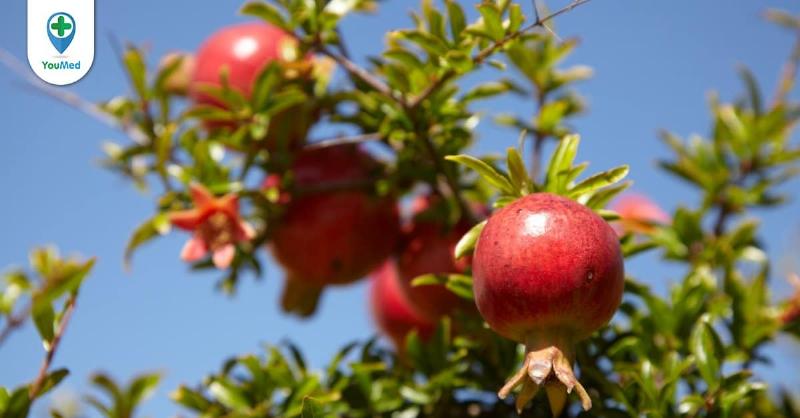 Bảo tồn và phát triển cây Thạch Lựu Mộc