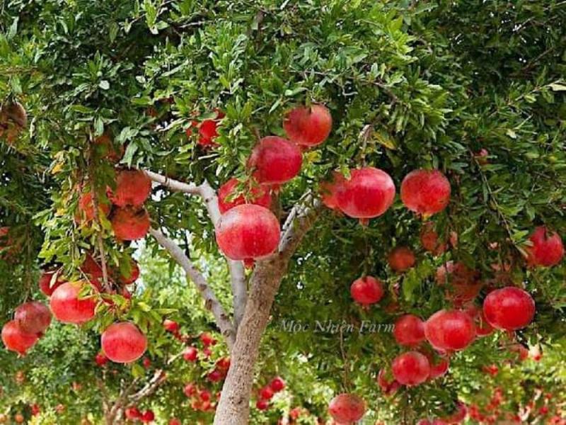 Đặc điểm nhận dạng cây Thạch Lựu Mộc