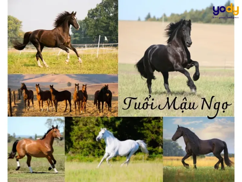 Tình duyên tuổi Mậu Ngọ 1978