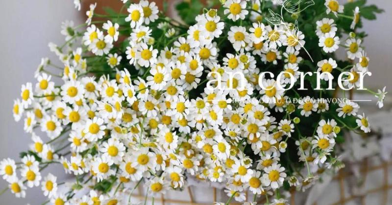 Tử Vi Ngày Mai Thiên Tuệ: Dự Đoán Chính Xác 4 Tử Vi Ngày Mai Thiên Tuệ và Sức Khỏe Tốt