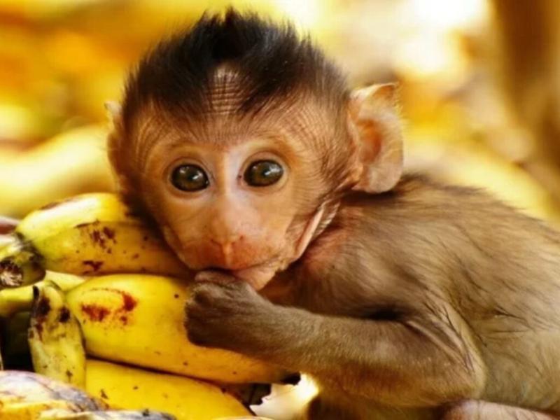 Tử vi Nhâm Thân 1932 Nam Mạng: Sự Nghiệp