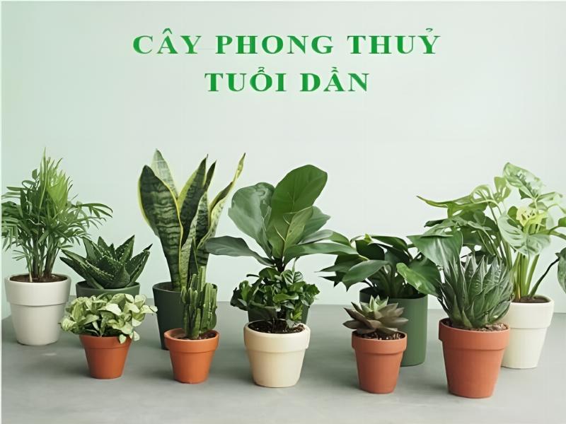 Tuổi Giáp Dần 1974 Ngày Hôm Nay: Vận Trình & Cơ Hội 3 Tuổi Giáp Dần 1974 và Sức Khỏe
